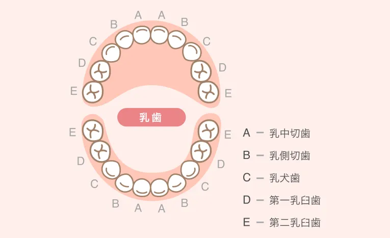乳歯は何本?いつごろ生えるの?