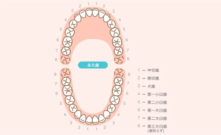 永久歯は何本?いつごろ生え変わるの?